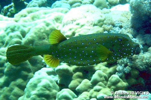 Pesce scatola cubo (Ostracion cubicus)