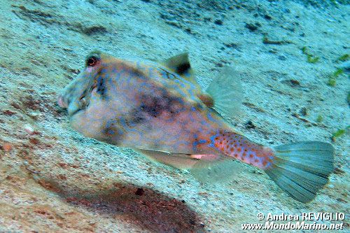 Pesce scatola (Lactoria sp.)