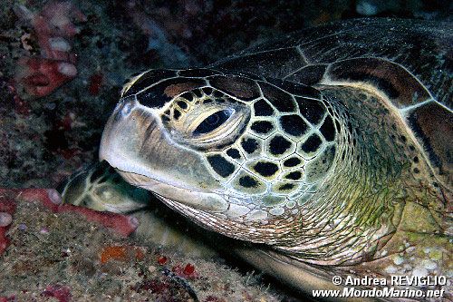 Tartaruga verde (Chelonia mydas)