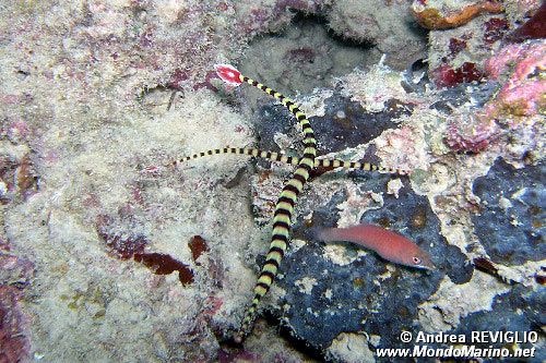 Pesce ago anellato (Doryrhamphus dactyliophorus)