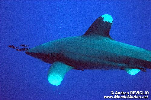 Squalo longimanus (Carcharhinus longimanus)