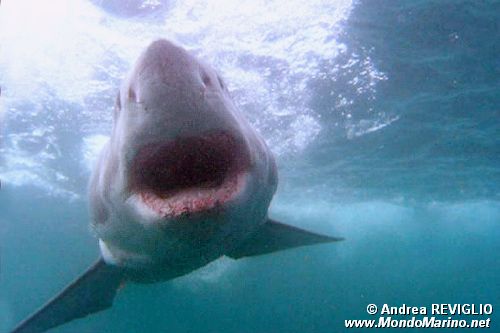 Squalo bianco (Carcharodon carcharias)