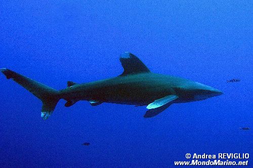 Squalo longimanus (Carcharhinus longimanus)