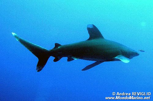 Squalo longimanus (Carcharhinus longimanus)