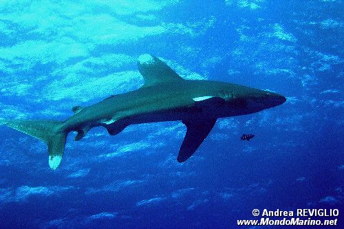 Squalo longimanus (Carcharhinus longimanus)