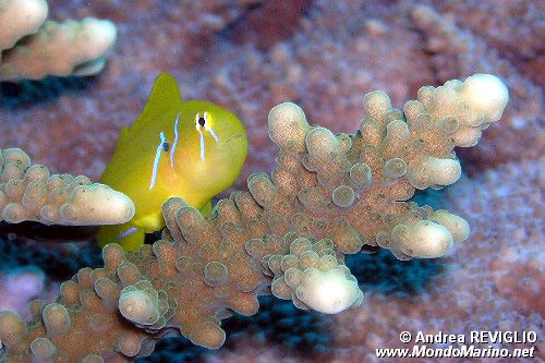 Gobide limone (Gobiodon citrinus)