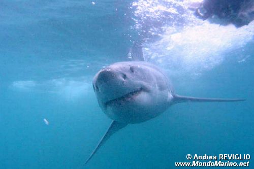 Squalo bianco (Carcharodon carcharias)