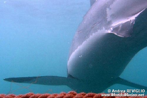 Squalo bianco (Carcharodon carcharias)