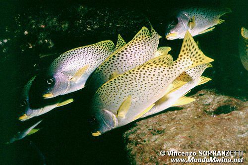 Gaterino tropicale (Plectorhinchus gaterinus)