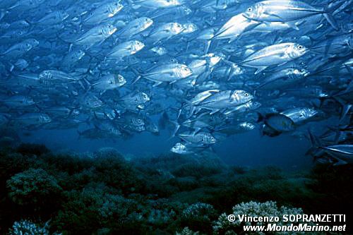 Carangide (Caranx sexfasciatus)