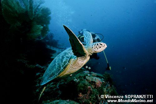 Tartaruga verde (Chelonia mydas)