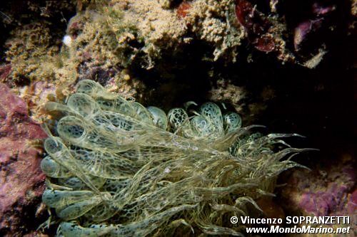 Anemone bruno (Aiptasia mutabilis)