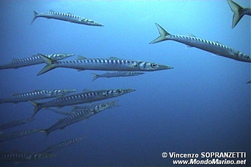 Barracuda boccagialla (Sphyraena viridensis)