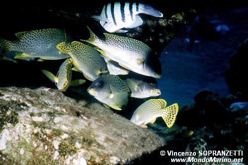 Gaterino tropicale (Plectorhinchus gaterinus)