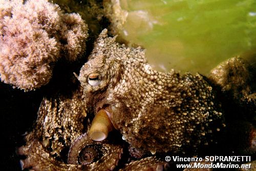 Polpo comune (Octopus vulgaris)