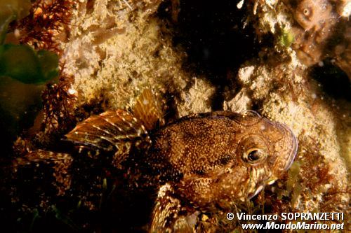 Ghiozzo paganello (Gobius paganellus)