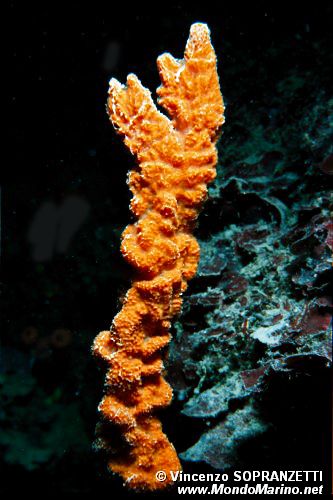 Spugna canna (Axinella cannabina)