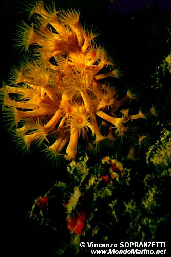 Margherita di mare (Parazohantus axinelle)