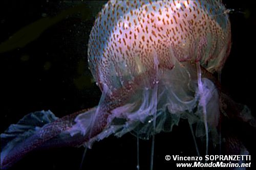 Medusa luminosa (Pelagia noctiluca)