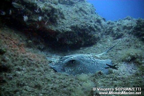 Pastinaca (Dasyatis pastinaca)