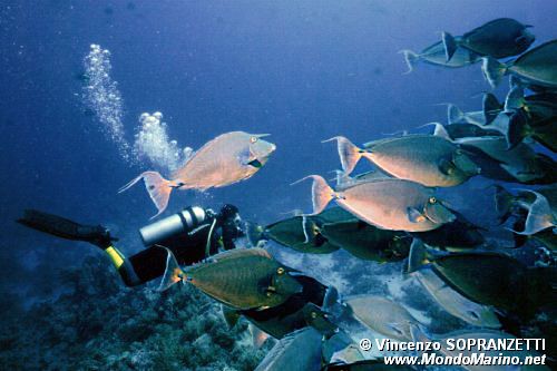 Pesce unicorno blu (Naso unicornis)