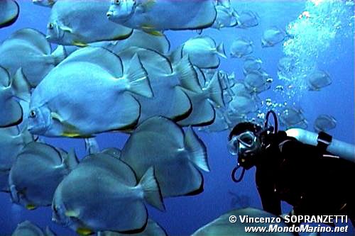 Pesce pipistrello di Boers (Platax boersii)