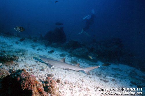Squalo pinna bianca (Triaenodon obesus)