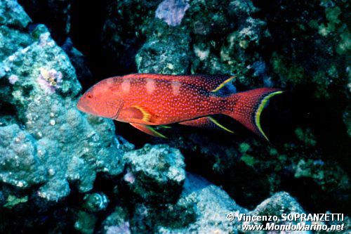 Cernia coda mezzaluna (Variola louti)