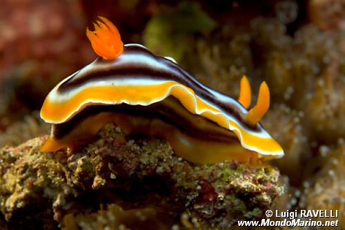 Chromodoris magnifica (Chromodoris magnifica)