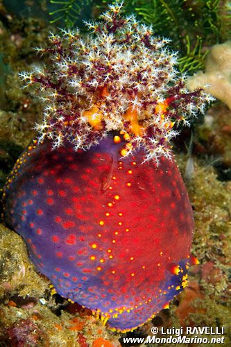 Oloturia mela di mare (Pseudocolochirus violaceus)