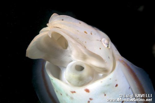 Seppia gigante del reef (Sepia latimanus)