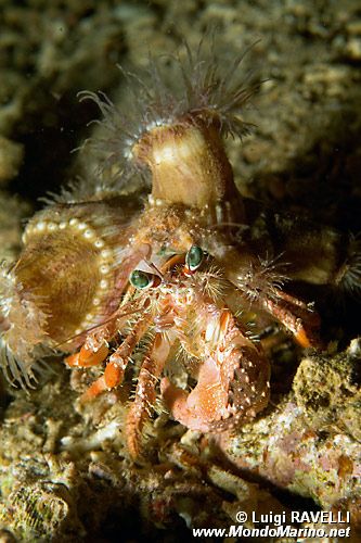 Paguro con anemoni (Dardanus pedunculatus)