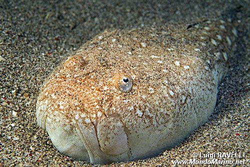 Pesce prete (Uranoscopus sulphureus)