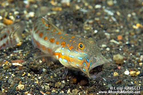 Gobide fanciulla (Valenciennea puellaris)
