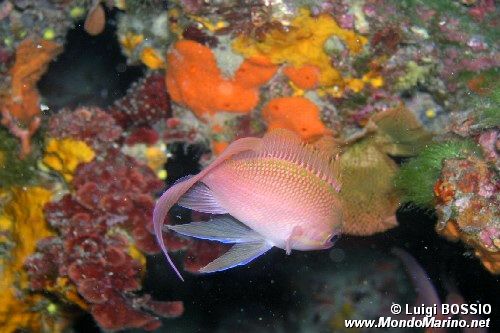 Castagnola rossa (Anthias anthias)