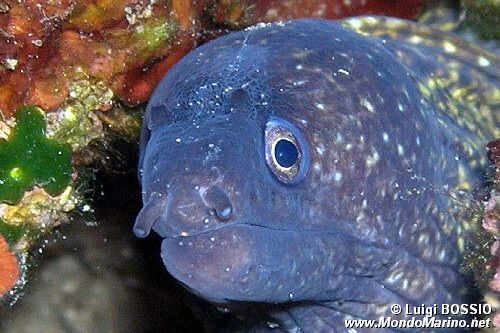 Murena (Muraena helena)