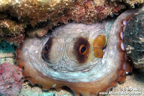 Polpo comune (Octopus vulgaris)