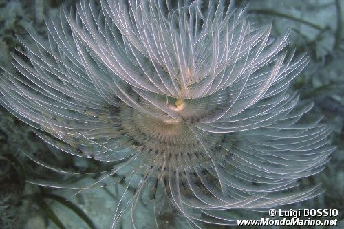 Spirografo (Sabella spallanzanii)