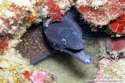 Murena (Muraena helena)