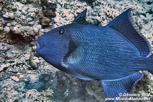 Pesce balestra (Pseudobalistes fuscus)