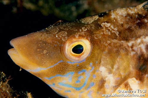 Tordo grigio (Symphodus cinereus)