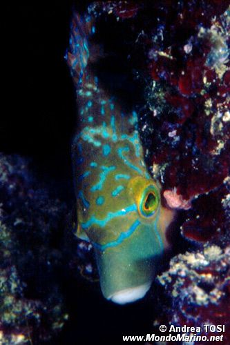 Tordo rosso (Symphodus mediterraneus)