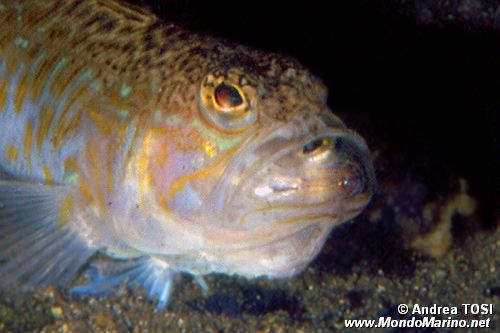 Tracina (Trachinus draco)