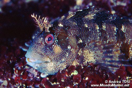 Bavosa ruggine (Parablennius gattorugine)