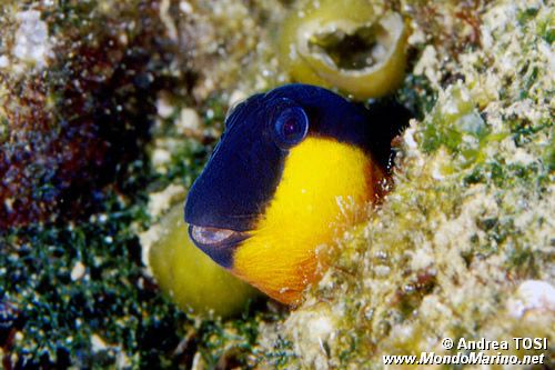 Bavosa gota gialla (Lipophrys canevae)