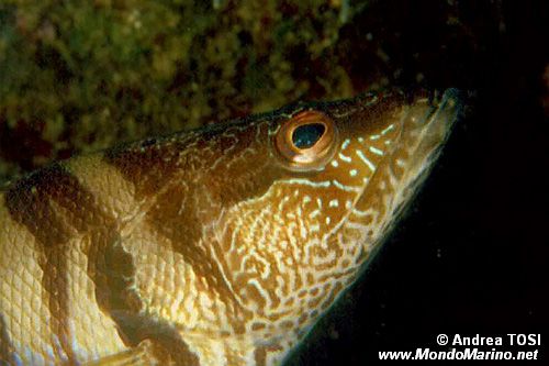 Sciarrano (Serranus scriba)