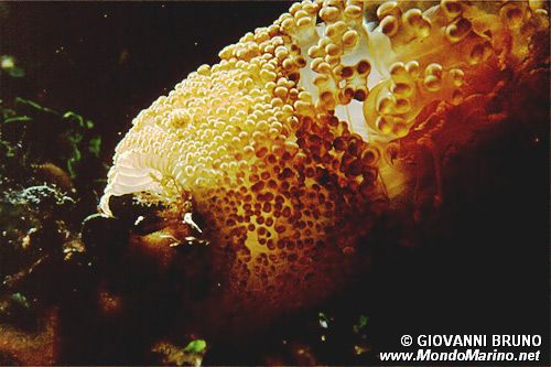 Attinia alice (Alicia mirabilis)