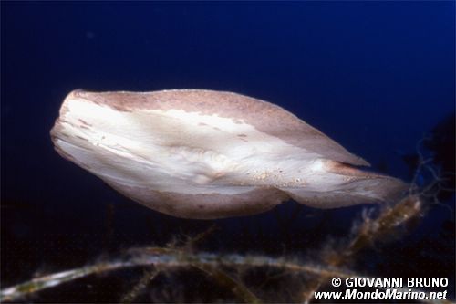 Torpedine marezzata (Torpedo marmorata)