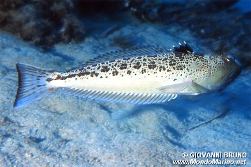 Tracina raggiata (Trachinus radiatus)