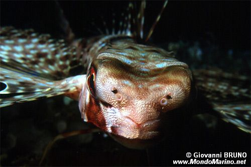 Pesce civetta (Dactylopterus volitans)